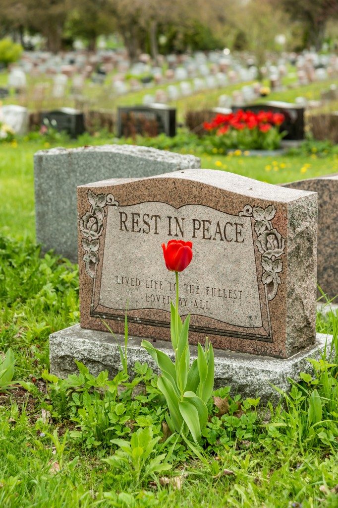 Headstone in a cemetery with one red tulip